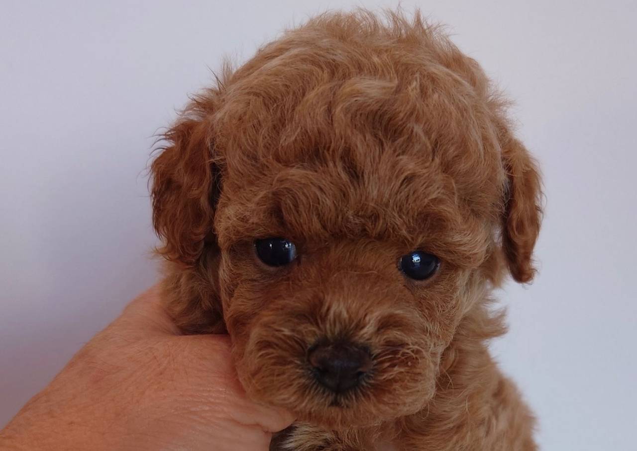 トイプードル レッド