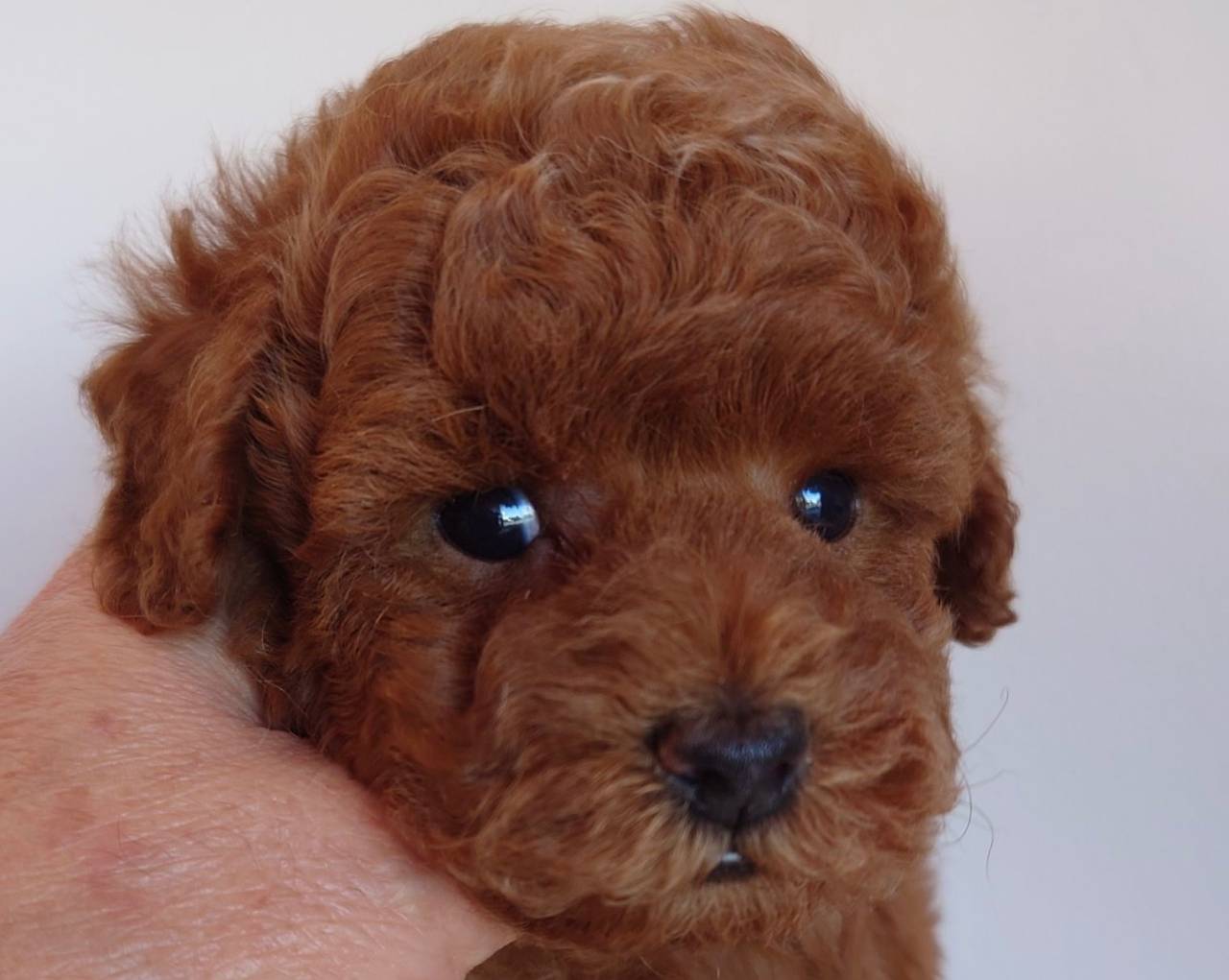 トイプードル レッド